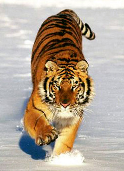 http://www.alins.ru/images/land_predators/tiger/1.jpg