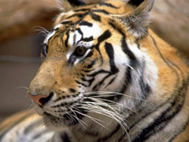 http://www.alins.ru/images/land_predators/tiger/2.jpg