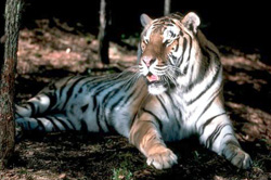 http://www.alins.ru/images/land_predators/tiger/3.jpg