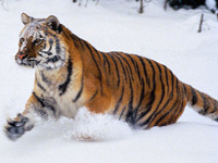 http://www.alins.ru/images/land_predators/tiger/4.jpg