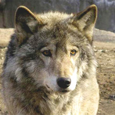 http://www.alins.ru/images/land_predators/wolf/1.jpg