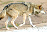 http://www.alins.ru/images/land_predators/wolf/2.jpg