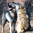 http://www.alins.ru/images/land_predators/wolf/3.jpg