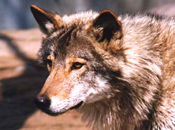 http://www.alins.ru/images/land_predators/wolf/4.jpg