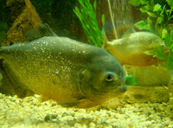 http://www.alins.ru/images/water_predators/piranha/1.jpg