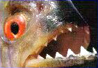 http://www.alins.ru/images/water_predators/piranha/2.jpg