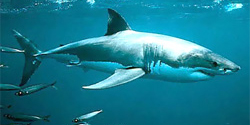 Белая акула (Carcharodon carcharias)